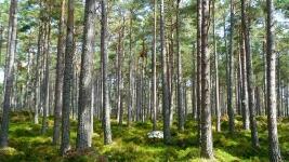 les forest-272595 960 720